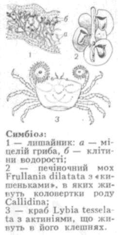 Симбіоз - leksika.com.ua