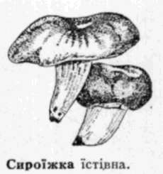 Сироїжка - leksika.com.ua
