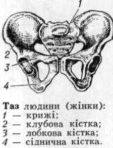 таз - leksika.com.ua