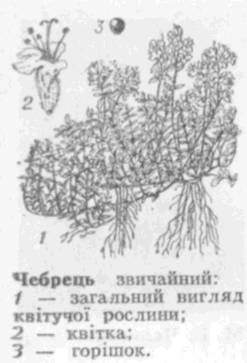 чебрець - leksika.com.ua