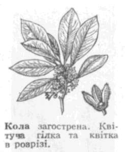 Кола - leksika.com.ua